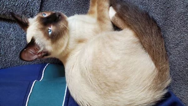 adorabile gattino siamese.