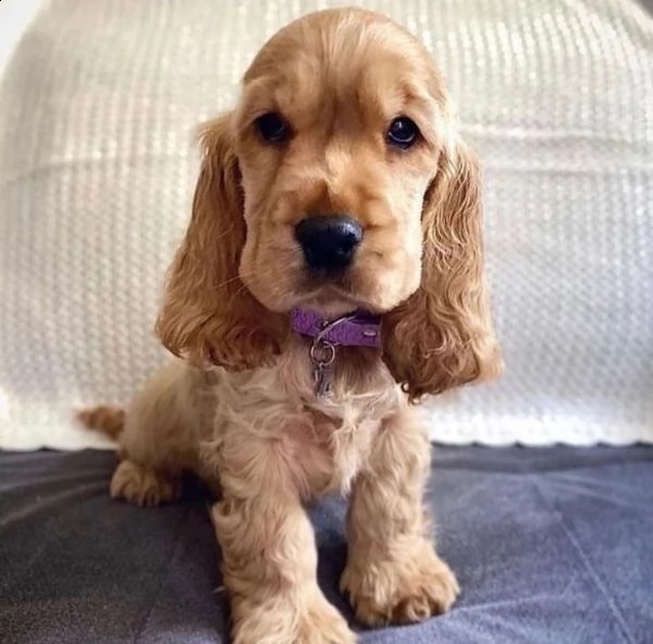 simpatici cuccioli di cocker spaniel in adozione | Foto 0