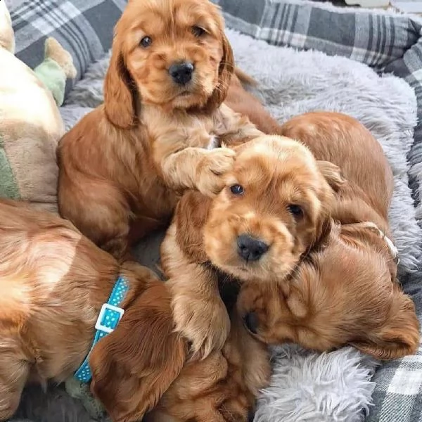 simpatici cuccioli di cocker spaniel in adozione