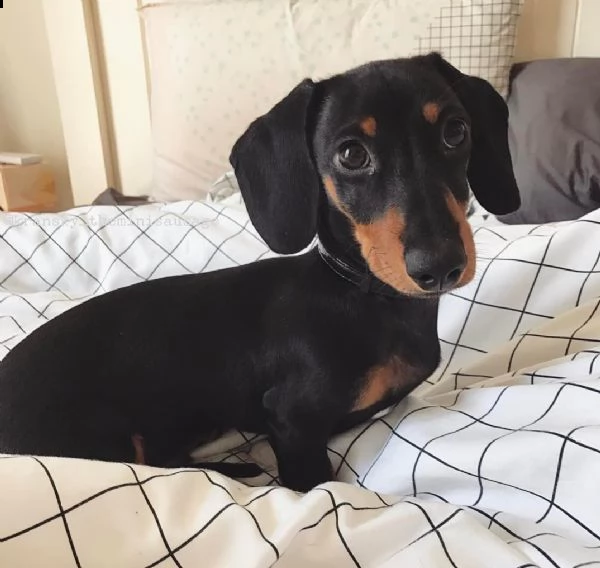 regalò bassotto disponibile……