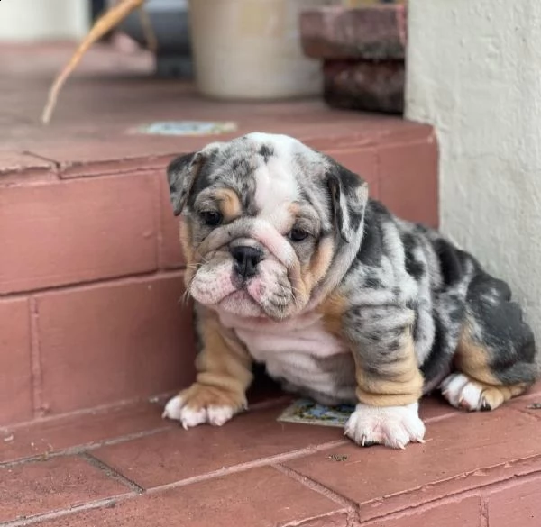 regalo   bulldog inglese | Foto 0