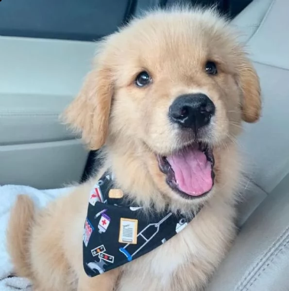 regalo golden retriever……