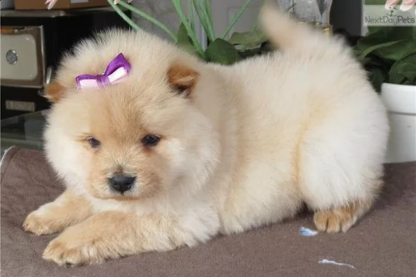 regalò chow chow ……….