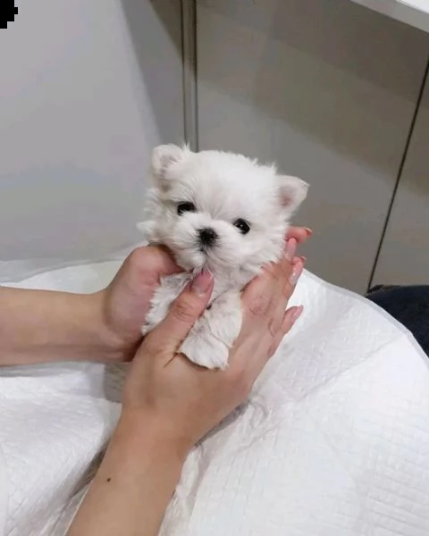 regalo  maltese mini toy | Foto 0