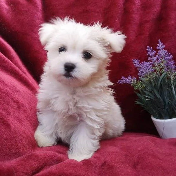 regalo  maltese mini toy// | Foto 0