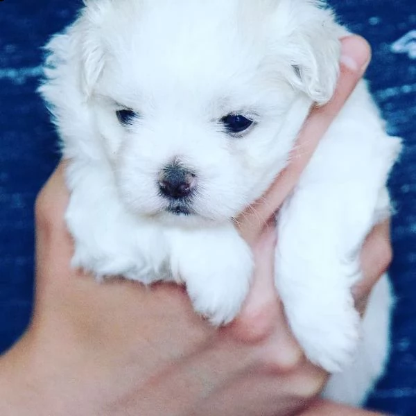 regalo  maltese mini toy//
