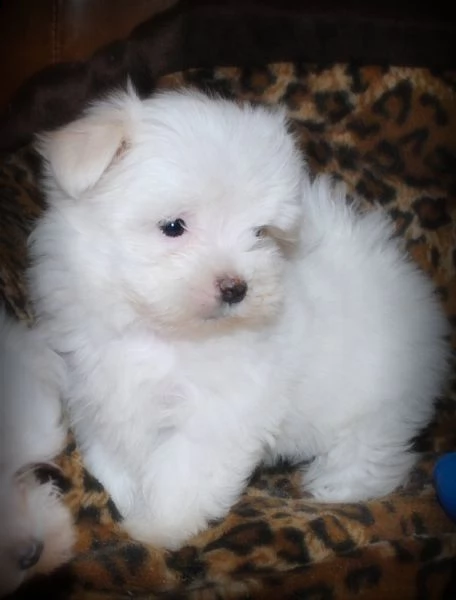cuccioli maltesi toy  | Foto 2