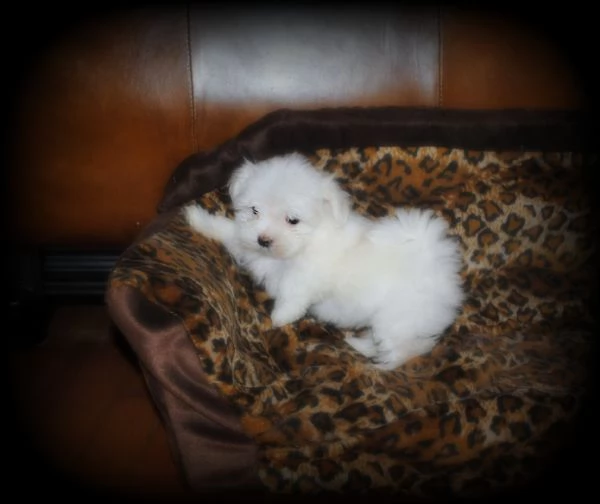 cuccioli maltesi toy 