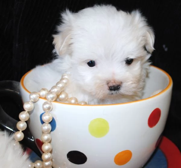 cuccioli maltesi toy  | Foto 1
