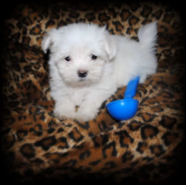 cuccioli maltesi toy  | Foto 0