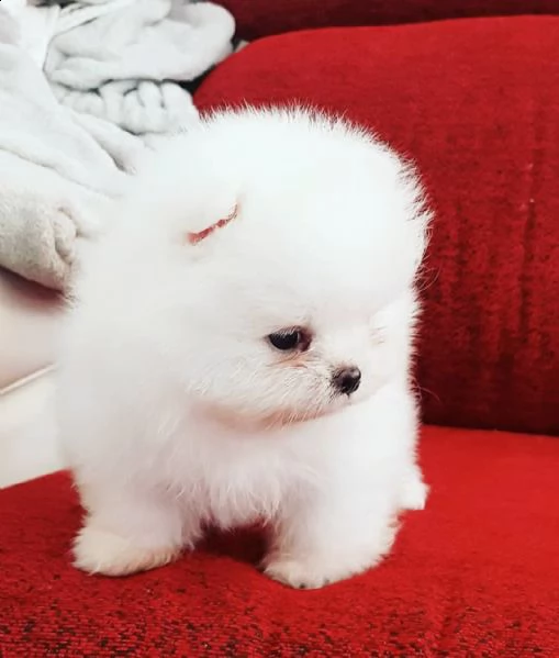 cuccioli di pomerania maschi e femmine adorabili, pronti per le case affettuose! | Foto 2
