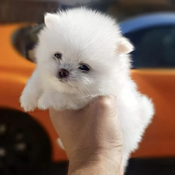 cuccioli di pomerania maschi e femmine adorabili, pronti per le case affettuose! | Foto 1