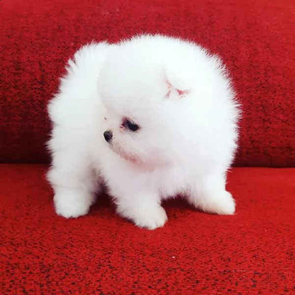 cuccioli di pomerania maschi e femmine adorabili, pronti per le case affettuose!