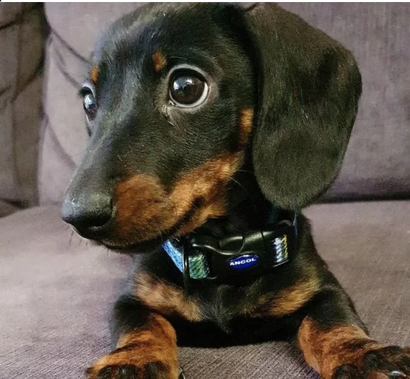 regalò bassotto gratuito disponibile….