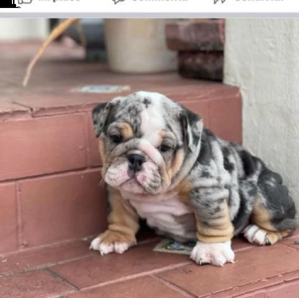 regalo   bulldog inglese  disponibile maschio e femmina… | Foto 0