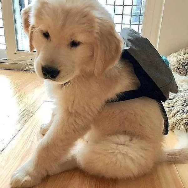 regalo golden retriever