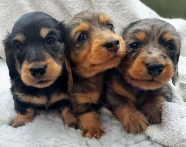 regalo adorabili cuccioli bassotto femminucce e maschietti 