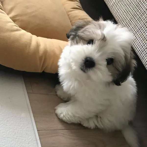 cuccioli di shih-tzu toy!!!!