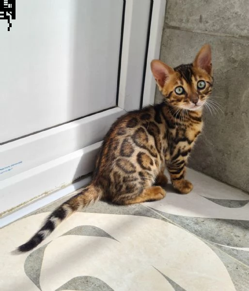 gattini bengala 3 mesi di dolcezza
