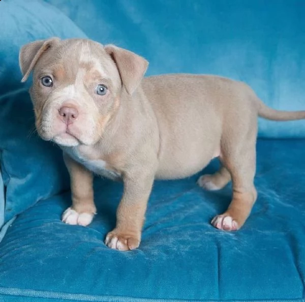 adorabili cuccioli di pitbull in adozione | Foto 1