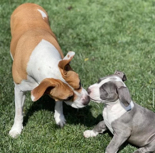 adorabili cuccioli di pitbull in adozione | Foto 0