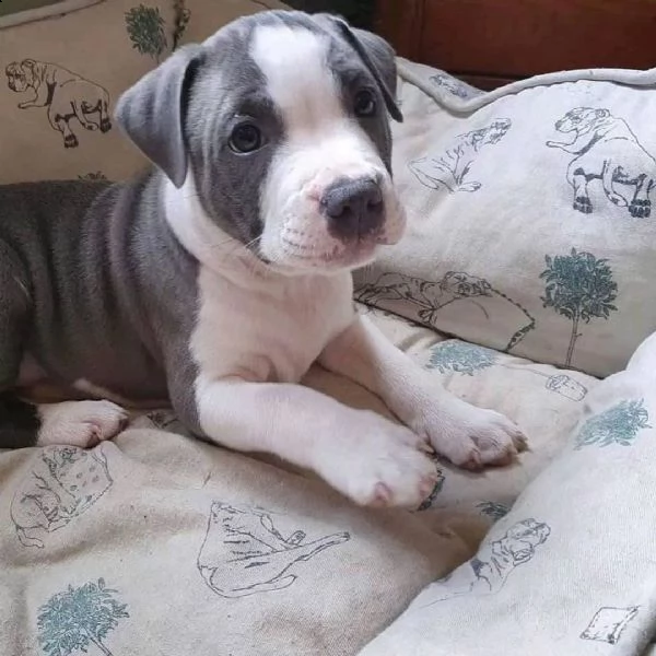 adorabili cuccioli di pitbull in adozione