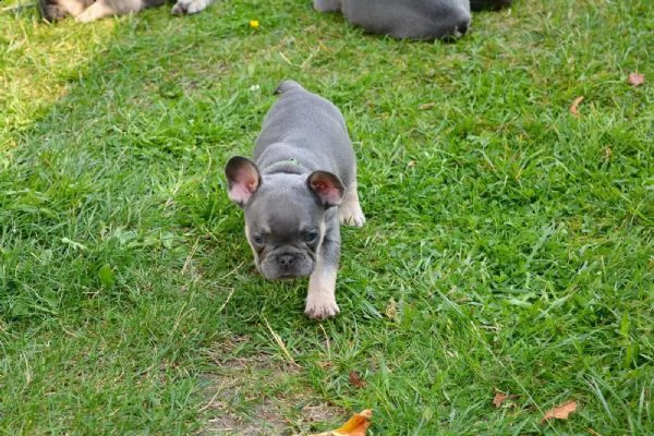 cuccioli di bouldogue francesi | Foto 0