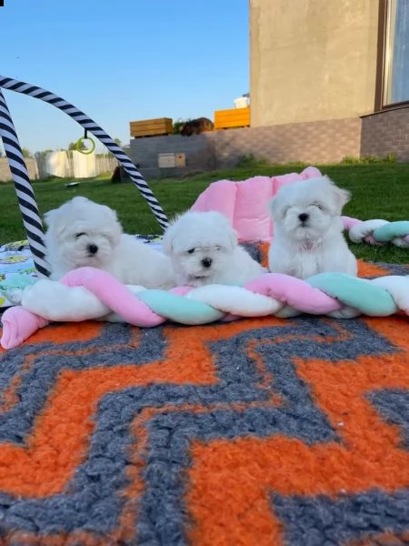 maltesi piccoli piccoli taglia piccoli