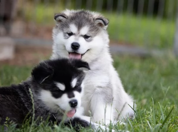 cuccioli alaskan malamute | Foto 0