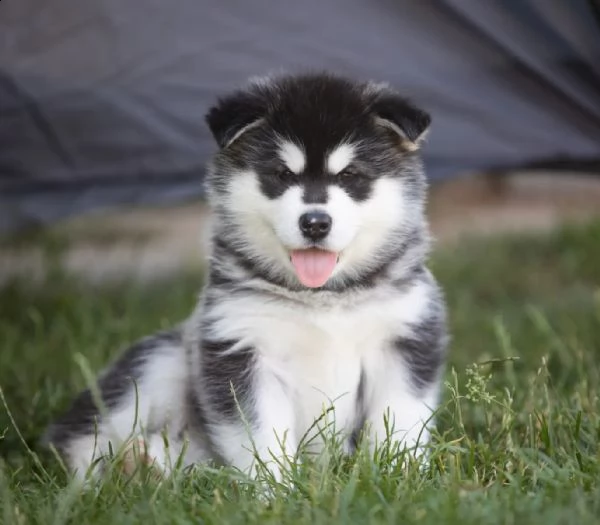 cuccioli alaskan malamute