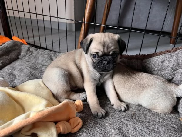 cuccioli razza carlino