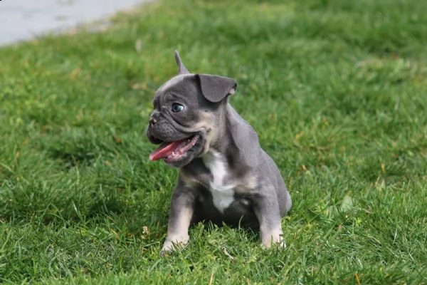 bouledogue francesi di alta genealogia | Foto 2