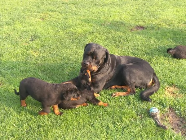 cuccioli di rottweiler maschi e femmine