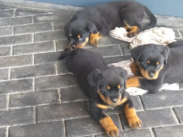 cuccioli di rottweiler maschi e femmine | Foto 0