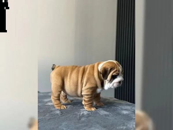 cuccioli di bulldog inglese 2 maschi 2 femmine. | Foto 0