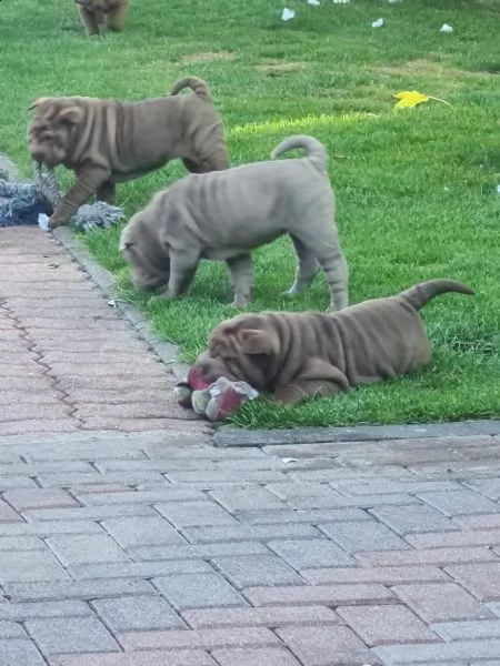 cuccioli di sharpei shar pei | Foto 0