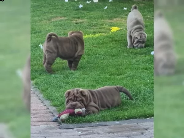 cuccioli di sharpei shar pei