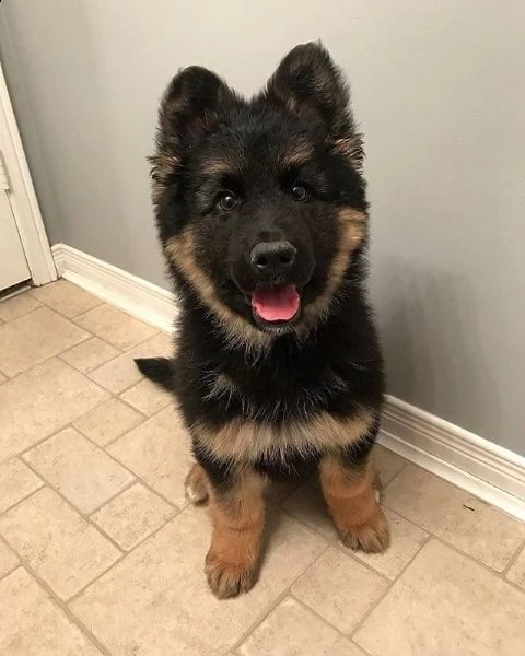 disponibili cuccioli di pastore tedesco ben addestrati