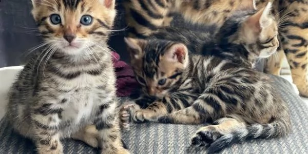 gattini bengala molto carini pronti adesso.