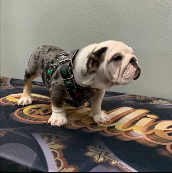 dolce bulldog inglese disponibile maschio e femmina &&&&