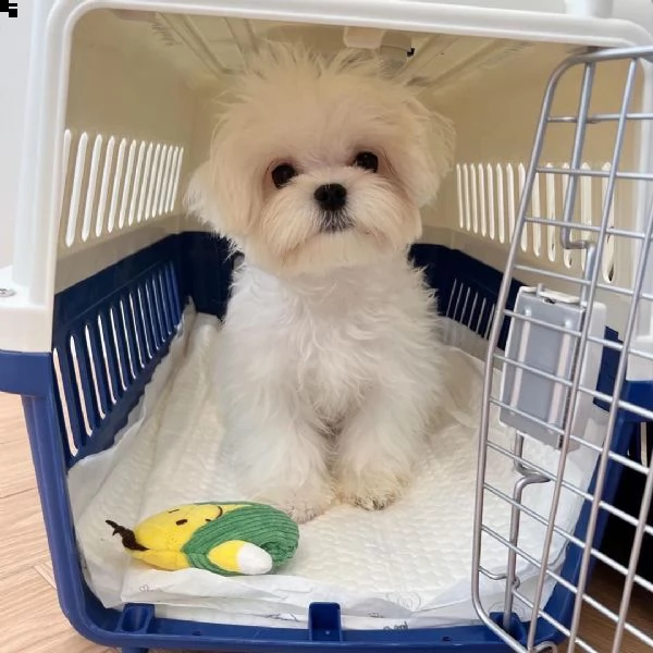 disponibili due cuccioli maltesi  | Foto 1