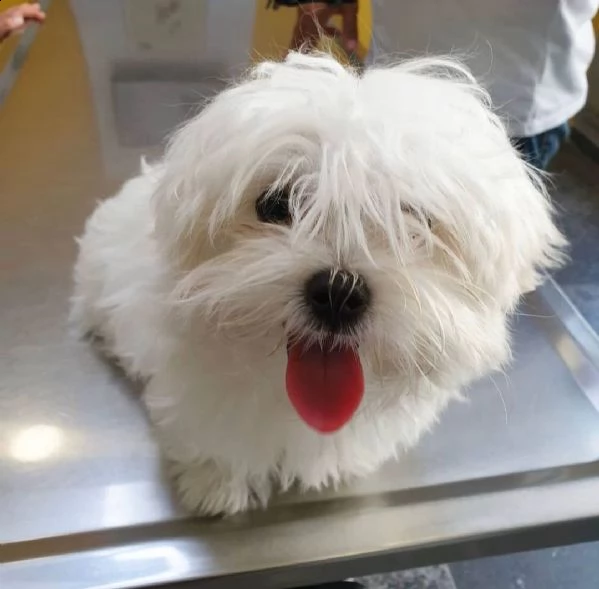 disponibili due cuccioli maltesi  | Foto 0