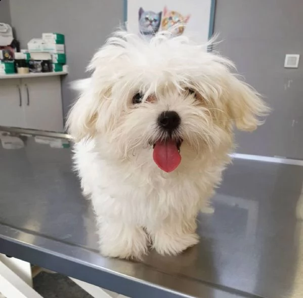 disponibili due cuccioli maltesi 