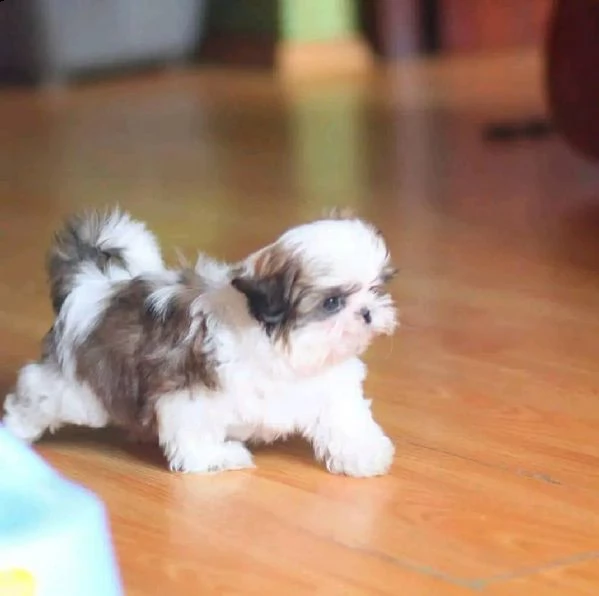 cucciolata shihtzu!!!