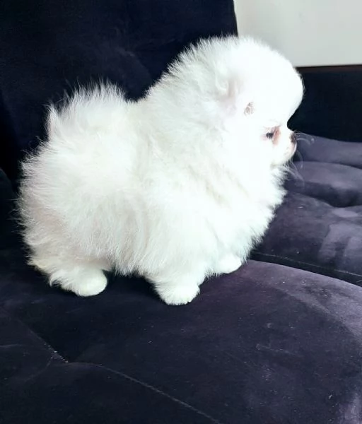 cuccioli pomerania bianchi  | Foto 0