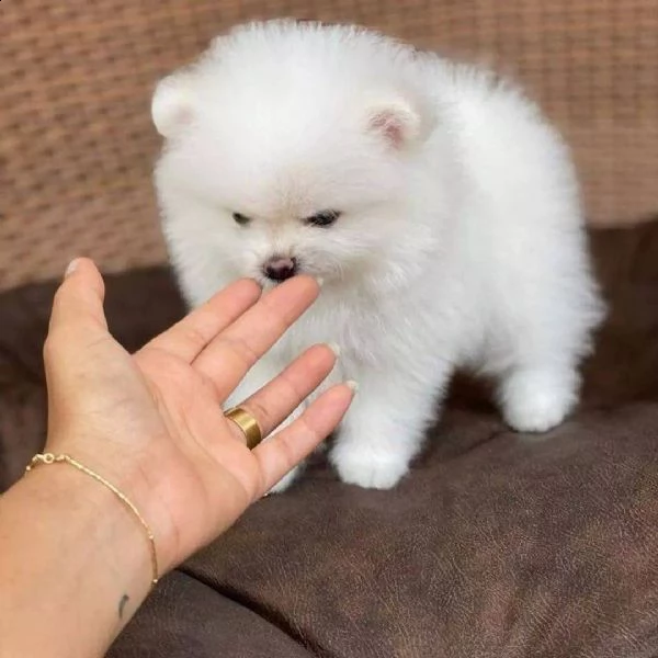 disponibili cuccioli di puro spitz pomerania