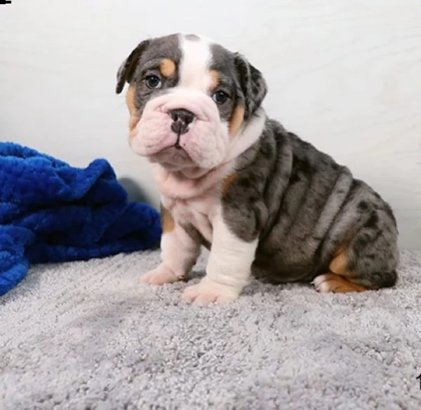regalò bulldog inglese disponibile maschio e femmina 