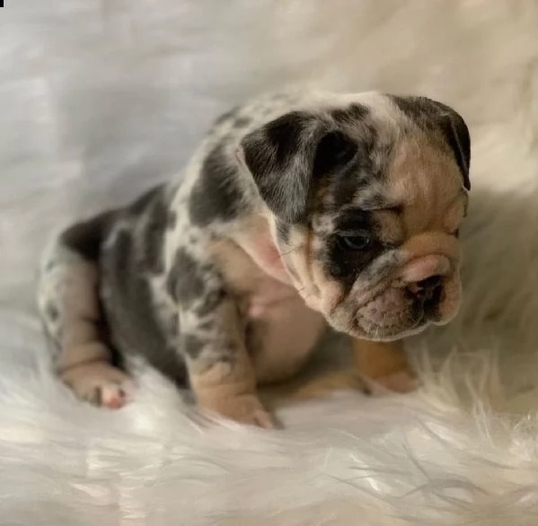 regalò bulldog inglese disponibile maschio e femmina  | Foto 0