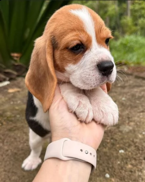 regalò beagle disponibile…… | Foto 0
