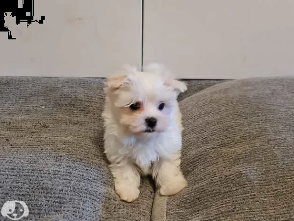 maltese | Foto 5